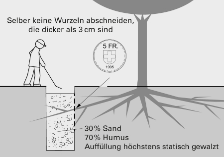 f Wurzelschnitt durch Baumpflegespezialisten